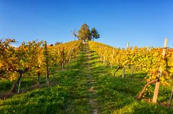 Vinogradniki se množično odločajo za to nenavadno potezo