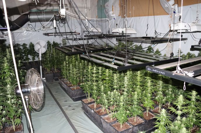 konoplja, trava, droga | Šmarski policisti so konec preteklega tedna opravili hišno preiskavo in v stanovanjsko poslovnem objektu našli in zasegli okoli 1.200 rastlin prepovedane droge konoplje, so zapisali na policiji. | Foto policija