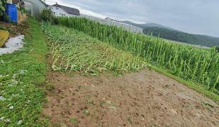 Na Dolenjskem divjala najmočnejša nevihta. Uničeni pridelki in poškodovani objekti. #video #foto