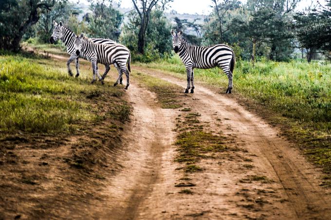 Karavana relija si ceste deli tudi z afriško divjadjo. | Foto: M-Sport