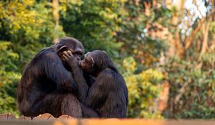 "Lubčkamo" se že 21 milijonov let