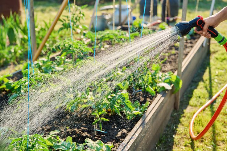 Poskrbite za redno zalivanje rastlin paradižnika. | Foto: Shutterstock