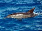 delfin