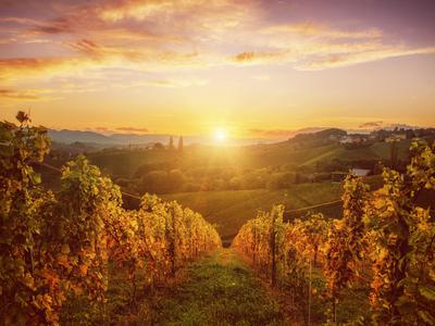 Top vinske destinacije v Sloveniji, ki jih obiščite to jesen