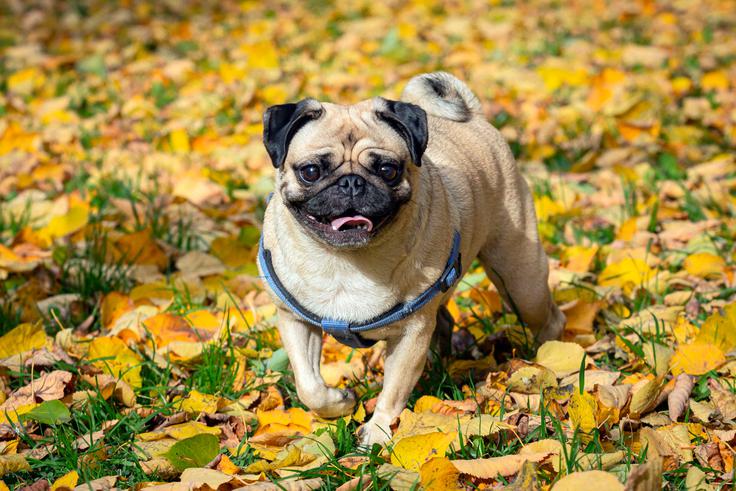 mops, pes, pasma | Foto: Shutterstock