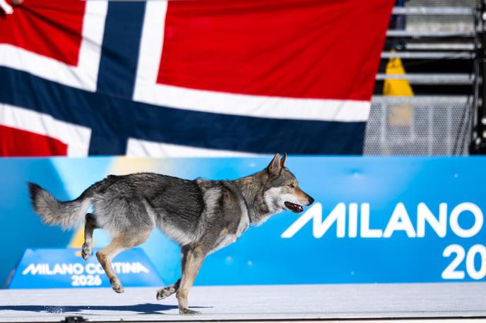 volčjak Nazgul | Dveletni Nazgul je nehote postal prava senzacija olimpijskih iger v Milanu in Cortini. | Foto Reuters