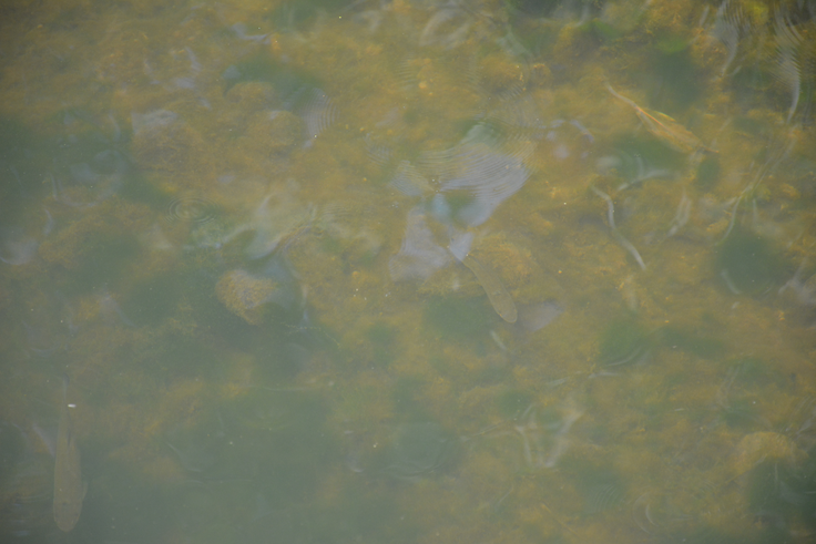V Tojnico (fotografija je nastala včeraj ob Kemisovem obratu) se je kakšen teden dni po požaru vrnilo življenje, a strokovnjaki opozarjajo, da je prehranski in drstitveni habitat za nekatere ribje vrste uničen. | Foto: Andreja Lončar