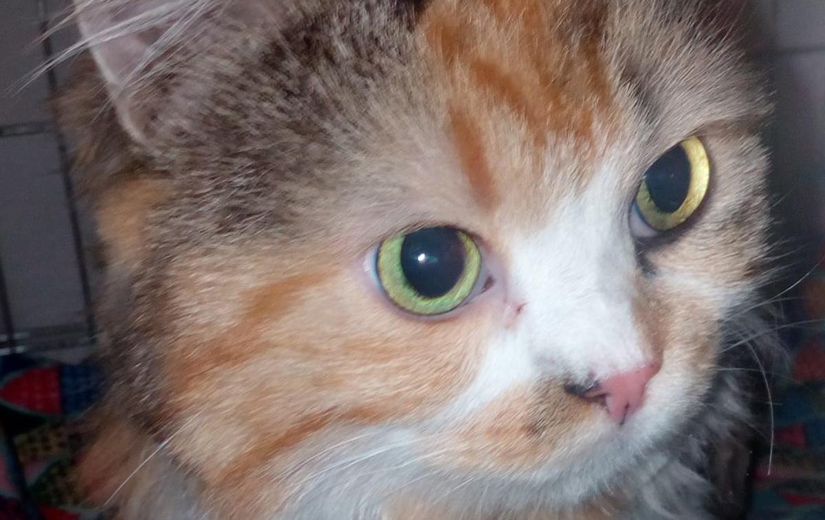 Muca, najdena, Danska | Kako se je slovenska mačka znašla na Danskem, ni znano, prevladuje pa teorija, da se je tja najverjetneje pripeljala kot slepa potnica na tovornem vozilu. | Foto Facebook