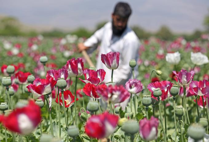 Afganistan je po podatkih Združenih narodov daleč največji proizvajalec opija na svetu (pokriva več kot osemdeset odstotkov svetovnega trga). Pridelava opija z makovih polj naj bi predstavljala enajst odstotkov afganistanskega BDP in zagotavljala 120 tisoč delovnih mest. Leta 2000 so talibani s prepovedjo pridelave maka skoraj zadušili proizvodnjo opija, po letu 2001 pa je ta ponovno začela rast, največ na področjih, ki so jih nadzorovali talibani.   | Foto: Guliverimage/Vladimir Fedorenko