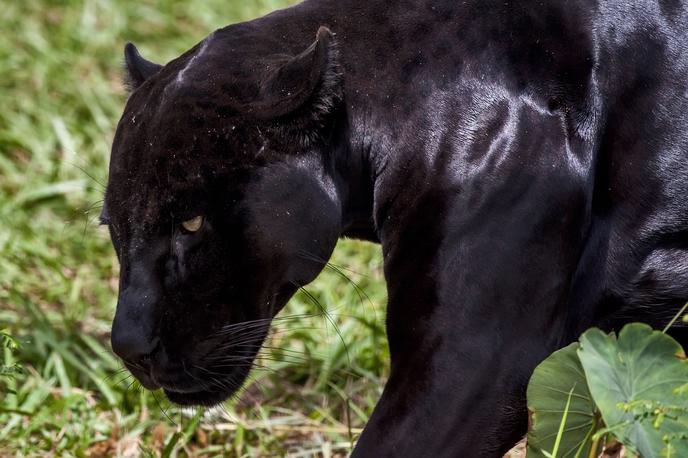 Črni panter | Razlikovati moramo med heraldičnim črnim panterjem in pravimi črnimi panterji, leopardi ali jaguarji črne barve. Na fotografiji je črni jaguar. | Foto Guliverimage