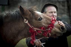 Na god sv. Štefana po državi tradicionalni blagoslovi konj #video
