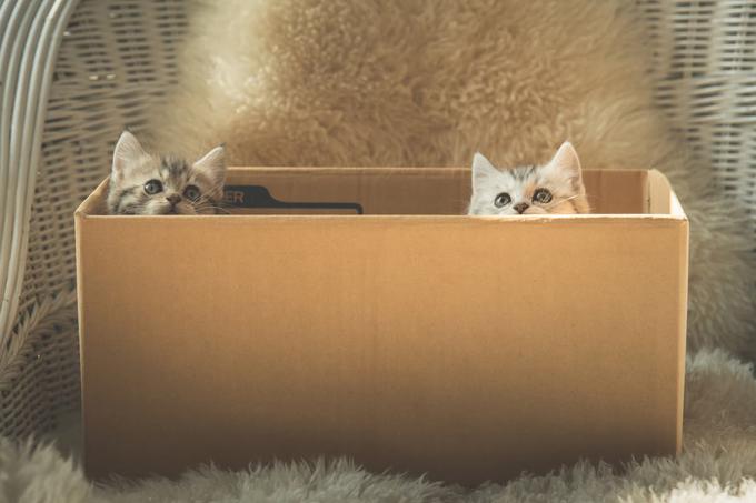 Muce, mačke, mačka | Foto: Thinkstock