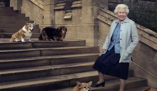 Desetkrat več zanimanja za najljubšo pasmo pokojne kraljice #foto