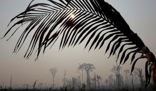 Kaj bi za človeštvo pomenilo uničenje amazonskega pragozda? #foto #video