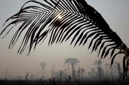 Kaj bi za človeštvo pomenilo uničenje amazonskega pragozda? #foto #video
