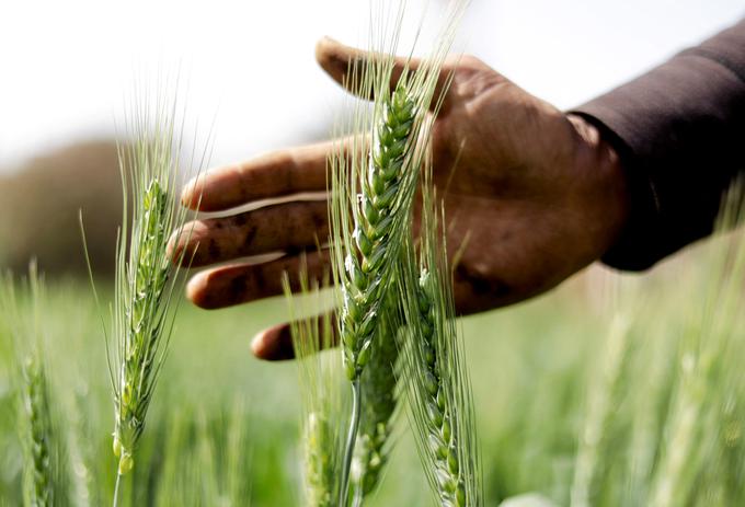 Vojna je povzročila velik dvig cen pšenice, v zadnjem mesecu kar za 50 odstotkov.  | Foto: Reuters